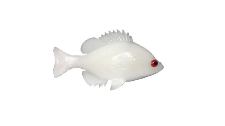 Huddleston Deluxe Bluegill