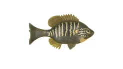 Sudden Impact Baits Sudden Impact Suzygill Bluegill